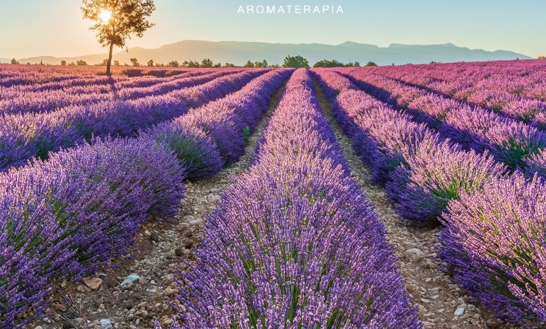 Lavanda de Provence